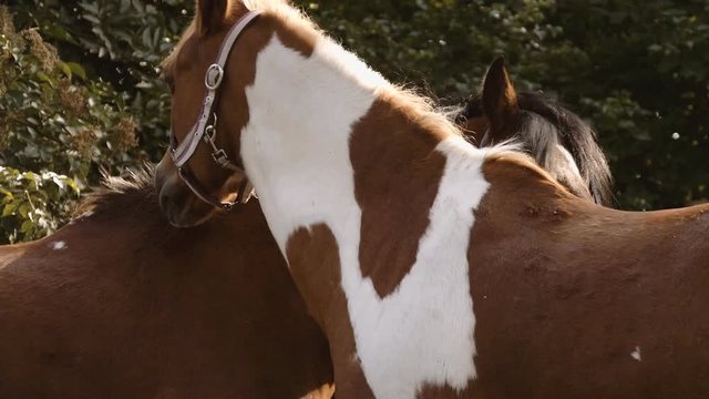 Horses