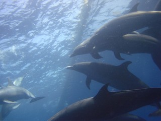 Delfines del Pacifico