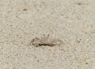 ghost crab on sand beach closeup