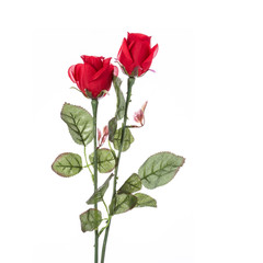 Red of artificial flower. Studio shot isolated on white