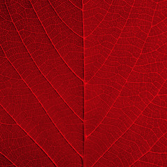 Fototapeta na wymiar red leaf texture background