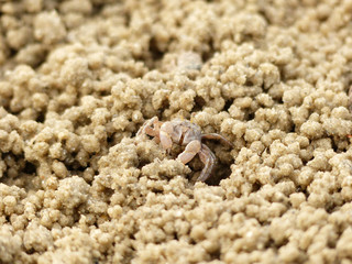 ghost crab on sand beach closeup