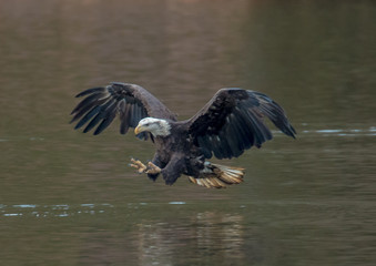 Bald Eagle taking aim