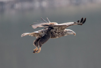 Young Bald eagle preparing to fish