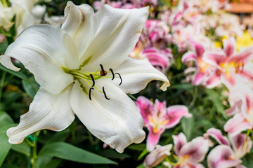 White lily on green leaves