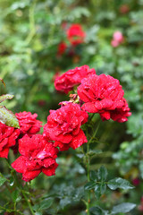 Close-up shots of beautiful roses in the garden