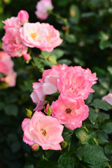 Close-up shots of beautiful roses in the garden