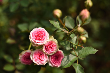 Close-up shots of beautiful roses in the garden
