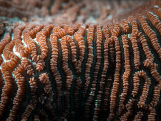 Coral Reef Texture, Macro