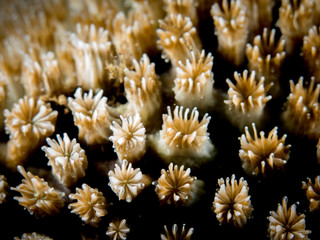 Naklejka premium Coral Reef Texture, Macro