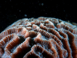 Coral Reef Texture, Macro