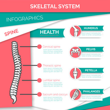 Human skeletal system infographics design