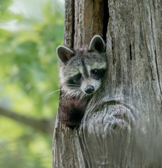 Raccoon peeking out of hole in a tree