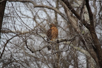 Red-shouldered Hawk