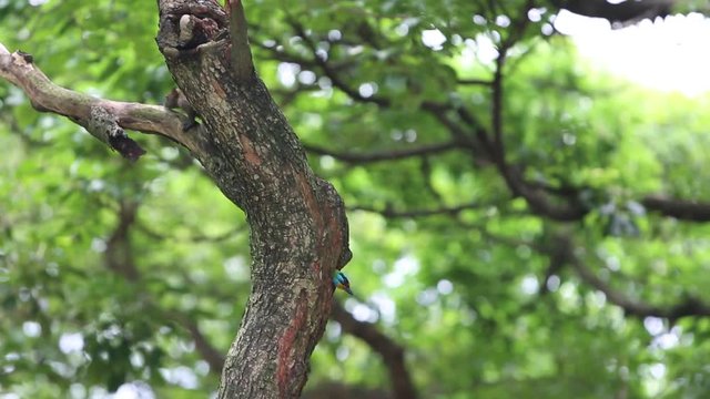 A Pallas's squirrel look the nest hole of a bird Taiwan Barbet (Megalaima nuchalis) in a tree at Taiwan Daan Forest Park in Taipei, Muller's Barbet is a Colorful Bird a species endemic to Taiwan-Dan