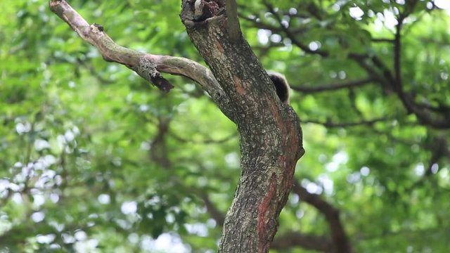 A Pallas's squirrel look the nest hole of a bird Taiwan Barbet (Megalaima nuchalis) in a tree at Taiwan Daan Forest Park in Taipei, Muller's Barbet is a Colorful Bird a species endemic to Taiwan-Dan