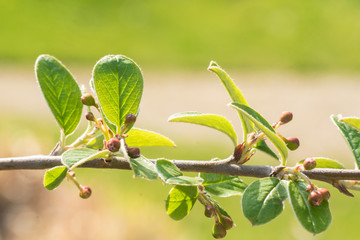 Close up of blooming buch branch