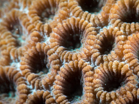 Coral Reef Texture, Macro