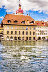Beautiful river cityscape with white swan in Lucerne, Switzerland