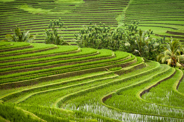 Rice Fields of Bali, Indonesia. Some of the most dramatic and beautiful rice terraces in Bali can be seen around the village of Belimbing in the Tabanan Regency.  © LoweStock