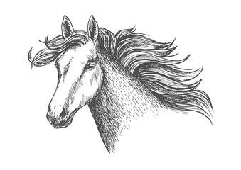 Freely running white beautiful horse mare