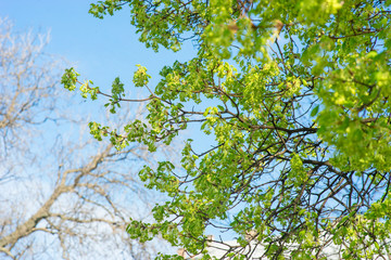 Branch of tree with spring leaves.