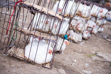 chicken in cage at food market © Sunanta