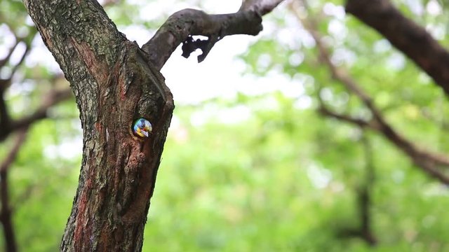 A bird Taiwan Barbet (Megalaima nuchalis) in the hole nest on the tree at Taiwan Daan Forest Park in Taipei, Muller's Barbet is a Colorful Bird  a species endemic to Taiwan-Dan