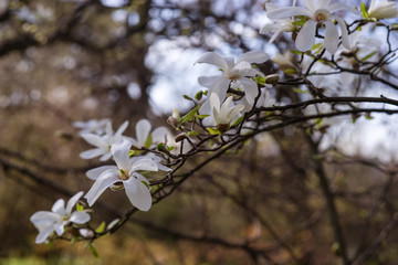 Branch with magnolia flowers