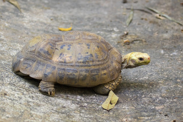 Image of an eastern chicken turtle in thailand. Wild Animals.