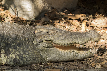 Image of a crocodile on nature background. Wild Animals.