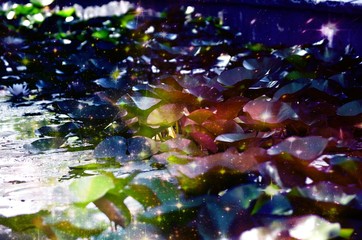 Magical Colorful Lilly Pad Pond
