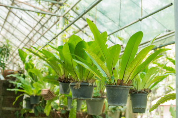 Green Fern in plastic