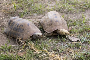 Image of a two turtle on the ground. (Geochelone sulcata) Reptil