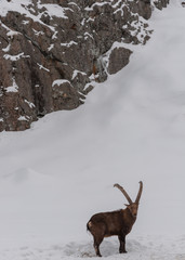 Ibex walking in the snow.