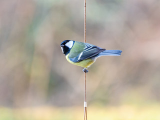 Obraz premium Bluetit hanging on a rope and is singing