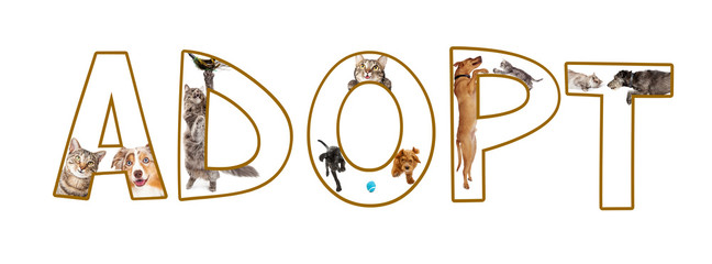 Adopt A Pet Funny Text