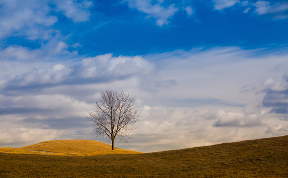 Lonely trees on the hill.