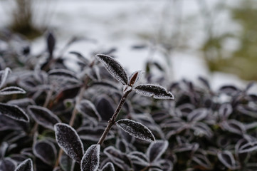 Frozen bush in the snow