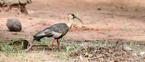 Curicaca bird walking on dirt floor and some grass