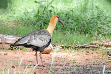 Curicaca bird walking on dirt floor and some grass
