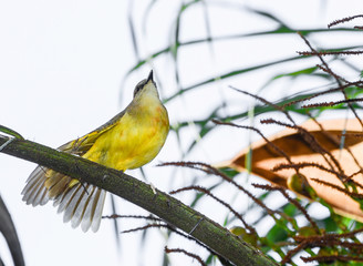 Great Kiskadee on a tree branch