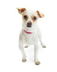 Chihuahua Crossbreed Red Collar