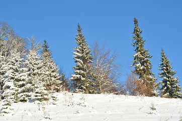 Winter nature. Winter forest landscape, snowy winter forest, winter sunny landscape