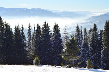 Forest trees in the mountains landscape