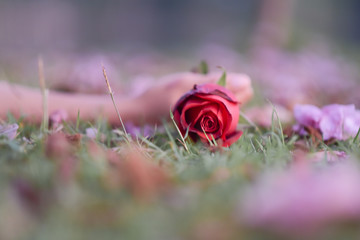 A red rose in hand woman.