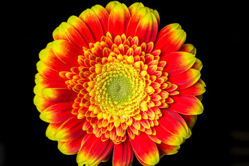 Close up of a red and yellow gerber
