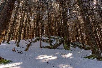 Fir Forest of Roan