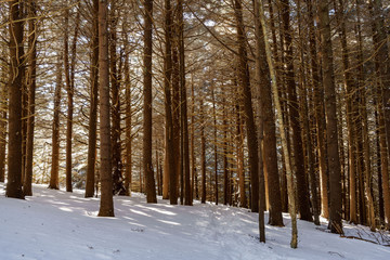 Fir Forest of Roan Mountain