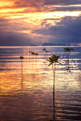 Beautiful bright sunset in the tropical sea shore. Mangrove tree